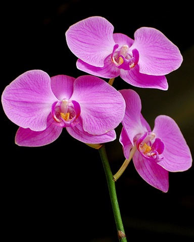 ابداع الخلق فى كونة Orchids