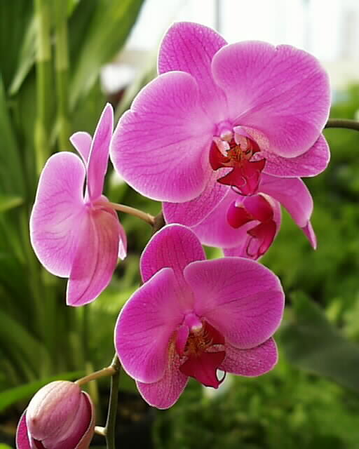 orchids growing